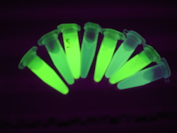 diverse frazioeni di purificazione contenenti la proteina fluorescente